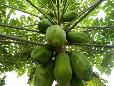 Ağaçta asılı duran Yeşil Papaya Kümesi Alt Görünüşte