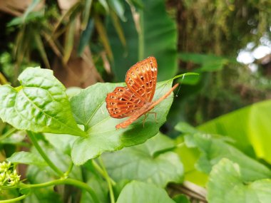 Kahverengi Kelebek Yeşil Arkaplanlı Beyaz Yaban Çiçeğine Dinleniyor