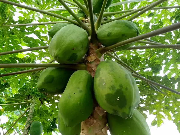 Ağaçta asılı duran Yeşil Papaya Kümesi Alt Görünüşte