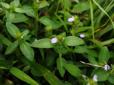 Meadow 'da Narin Violet Vahşi Çiçeği Açtı