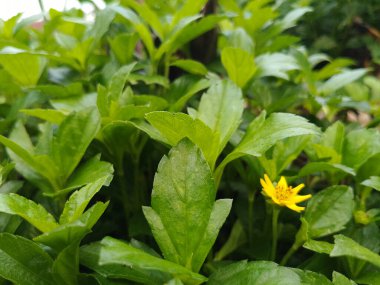 Yoğun Yeşil Yapraklı Doğal Botanik Arkaplan