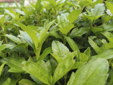 Yoğun Yeşil Yapraklı Doğal Botanik Arkaplan