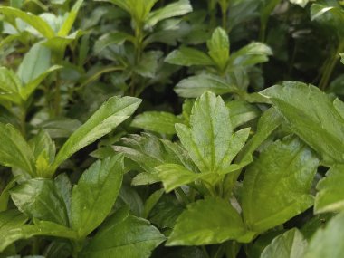 Tropikal Bitki Yoğun Yeşil Desende Yapraklar