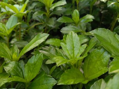 Zengin Yeşil Dokuya sahip Yoğun Orman Yaprağı