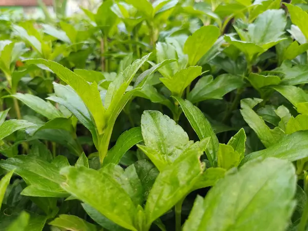 Tropik Arkaplan Olarak Yoğun Taze Yeşil Yeşillik