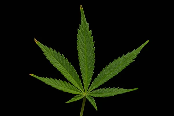 Hoja Icónica Cannabis Verde Espaciada Sobre Fondo Negro —  Fotos de Stock