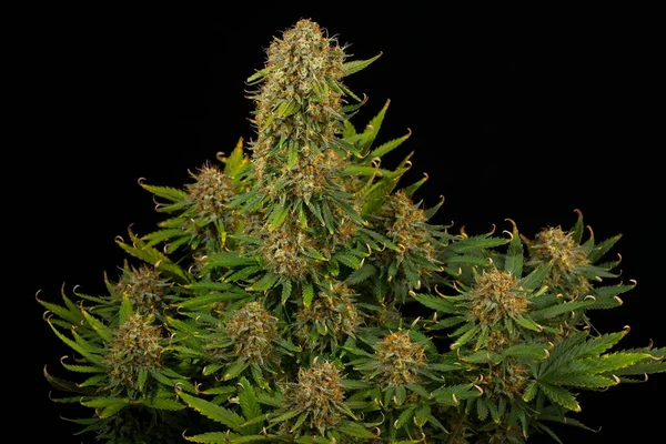 Mooie Volwassen Cannabisplant Met Enorme Knoppen Zwarte Achtergrond Bruce Banner Rechtenvrije Stockafbeeldingen