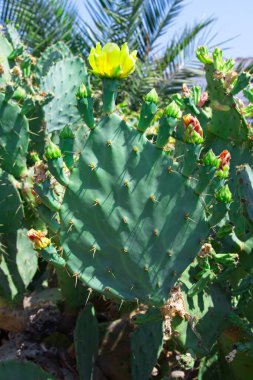 Çiçekli Opuntia engelmannii kaktüsü. Açık havada, yaz güneşinde sarı çiçeklerle..