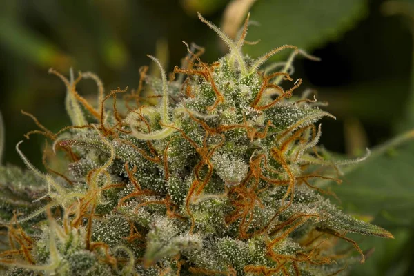 Macro Gros Plan Trichomes Pistils Sur Cannabis Indica Top Bud — Photo