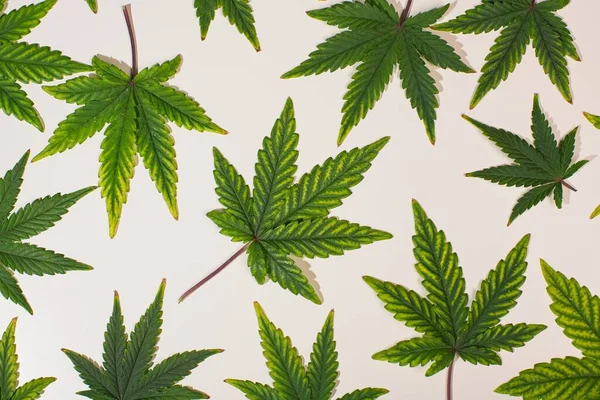 Hojas Icónicas Cannabis Verde Espaciadas Sobre Fondo Blanco —  Fotos de Stock