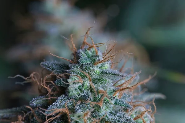 Makro Skott Trevlig Cannabis Knopp Odlingsrummet — Stockfoto