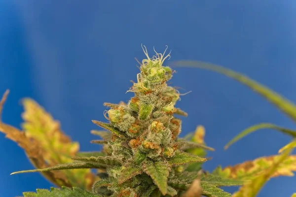 Floração Botão Superior Cannabis Com Tricomas Brancas Fundo Azul Estirpe — Fotografia de Stock