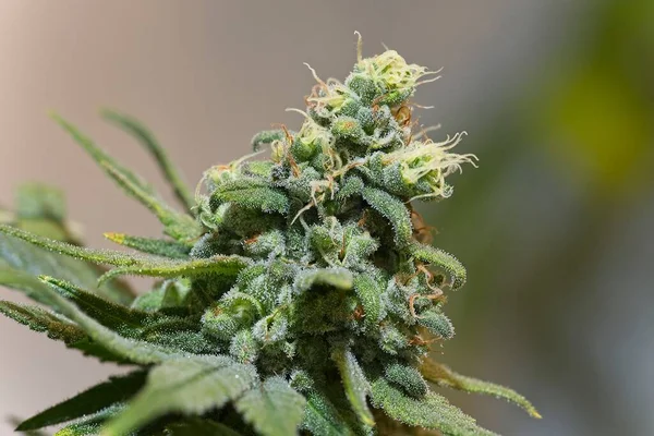 Blommande Växande Cannabis Växt Topp Knopp Med Vita Trichomes Ananaschunkstam — Stockfoto