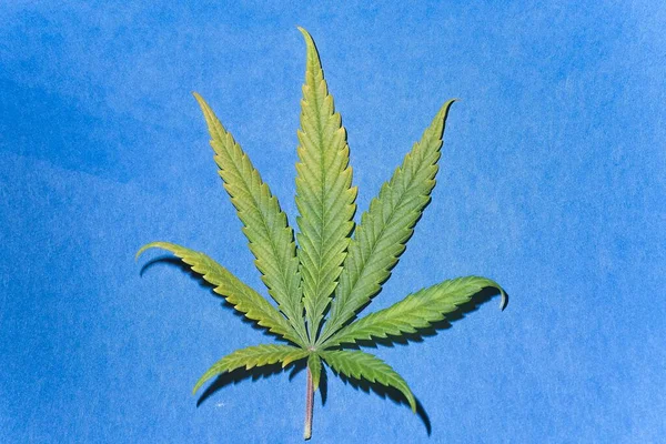 Yellow and green cannabis leaf on blue background.