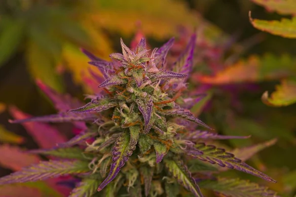 Lila Variation Cannabisplantan Slutet Cykeln Med Fin Violett Spets Blad — Stockfoto