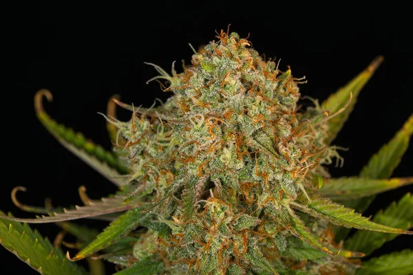 Makro Zbliżenie Trichomes Tłoki Cannabis Indica Top Bud Czarnym Tle — Zdjęcie stockowe