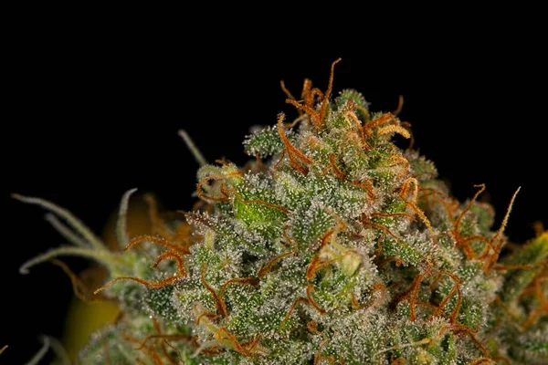 大麻のトリコームと雌しべのマクロ閉鎖黒の背景にトップ芽を示す — ストック写真