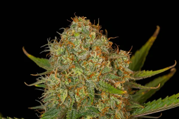 Macro Close Van Trichomen Stampers Cannabis Indica Top Knop Zwarte — Stockfoto