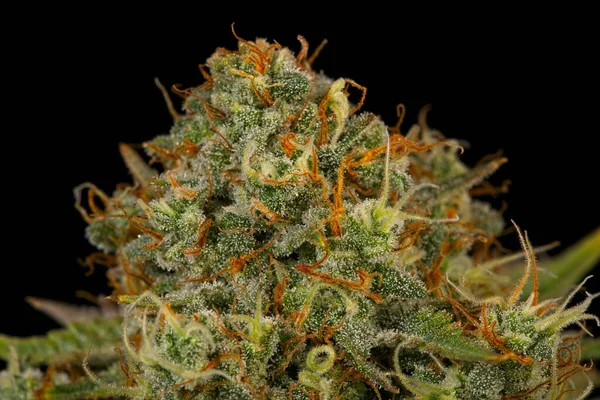 Macro Közelkép Trichomes Dugattyúk Cannabis Indica Felső Rügy Fekete Háttér — Stock Fotó