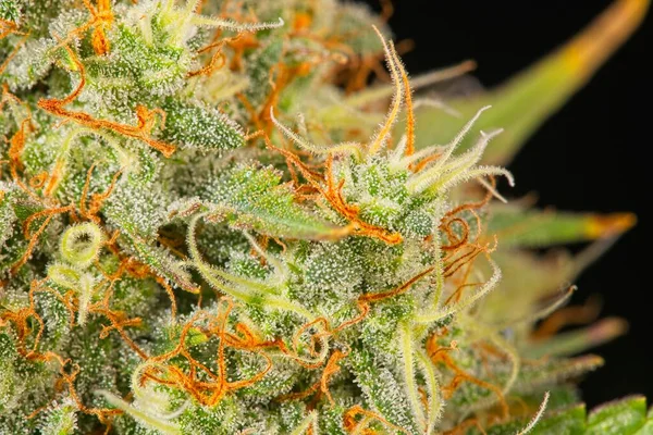Macro Gros Plan Trichomes Pistils Sur Cannabis Indica Top Bud — Photo