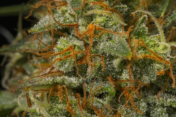 Makro Zbliżenie Trichomes Tłoki Cannabis Indica Top Bud — Zdjęcie stockowe