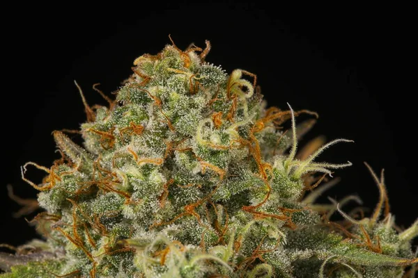 大麻のトリコームと雌しべのマクロ閉鎖黒の背景にトップ芽を示す — ストック写真