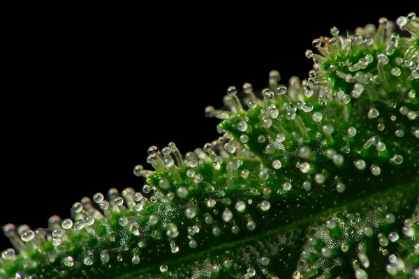 素晴らしい大麻の芽の葉のトリコームの大規模なマクロショット — ストック写真