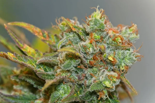 Bloeiende Cannabisknop Met Witte Trichomen Ananas Brok Stam — Stockfoto