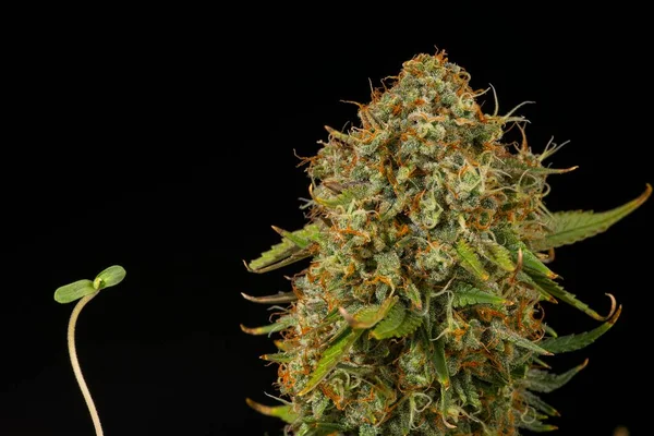 Cannabisplant Ontkiemen Bij Begeinng Vergelijking Met Het Bovenste Deel Van Rechtenvrije Stockafbeeldingen