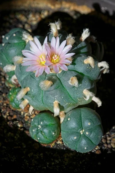 Dubbele Roze Bloesems Van Lophophora Williamsii Peyote Cactus Moederplant Cluster Stockfoto