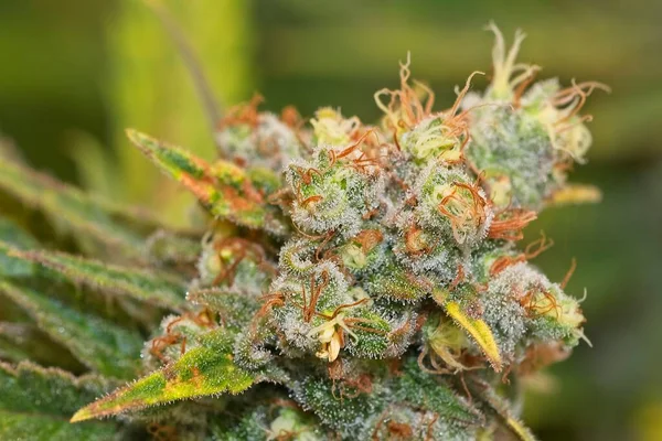 Bloeiende Cannabisplant Knop Met Witte Oranje Trichomen Ananas Brok Stam Stockfoto