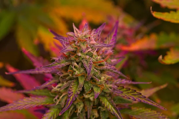 Paarse Cannabisplant Aan Het Einde Van Cyclus Met Mooie Violette Rechtenvrije Stockfoto's