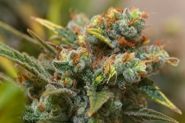 Bloeiende Cannabisknop Detail Ananas Brok Stam Stockafbeelding