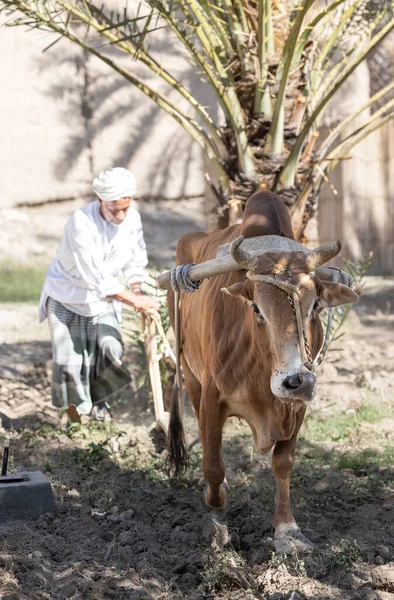 Nizwa Oman 2Nd December 2022 Omani Man Ploughing Ground Cow — Stock Photo, Image