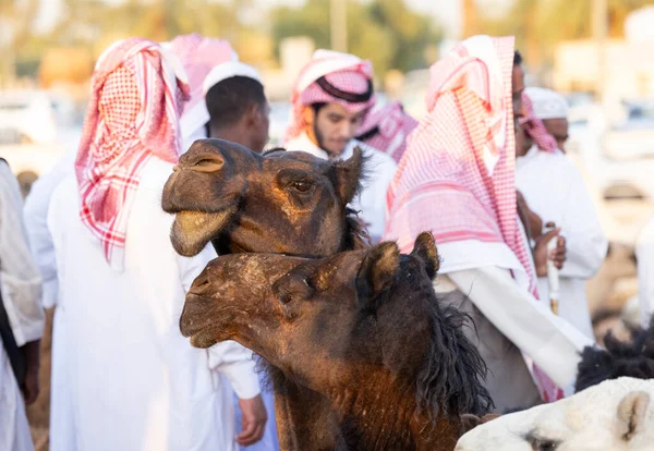 Buraydah Arábia Saudita Agosto 2023 Camelos Soudi Homens Mercado Camelos — Fotografia de Stock
