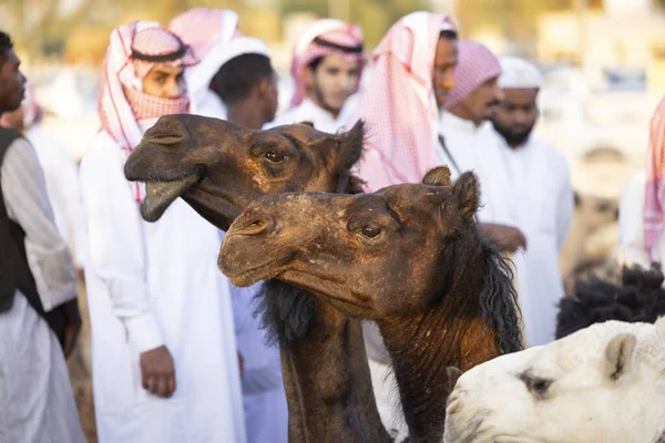 Бурайда Саудівська Аравія Серпня 2023 Соудійські Верблюди Чоловіки Верблюдовому Ринку — стокове фото