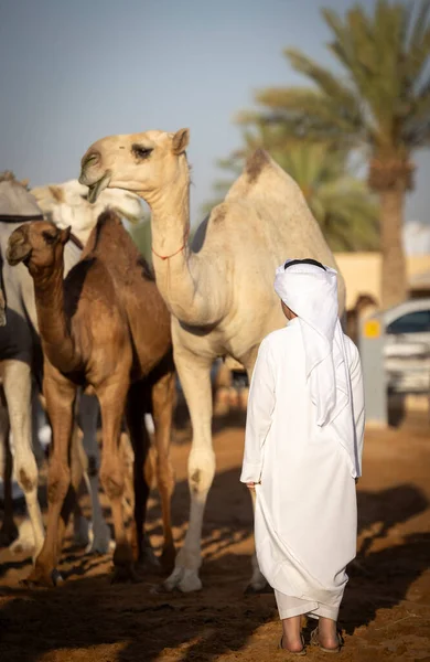 Buraydah Saudi Arabia 4Th August 2023 Young Man Camel Market — Stock Photo, Image