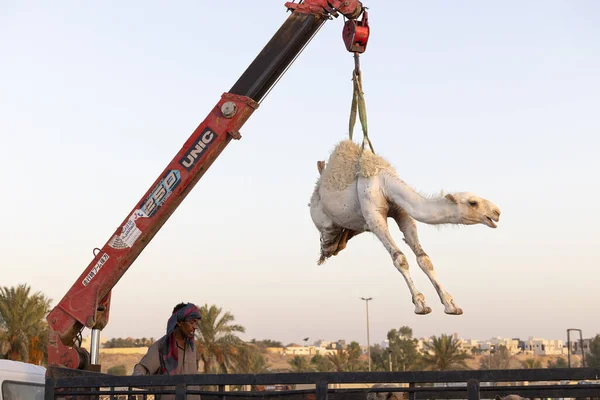 Buraydah Arabia Saudita Agosto 2023 Está Descargando Camello Mercado Camellos —  Fotos de Stock