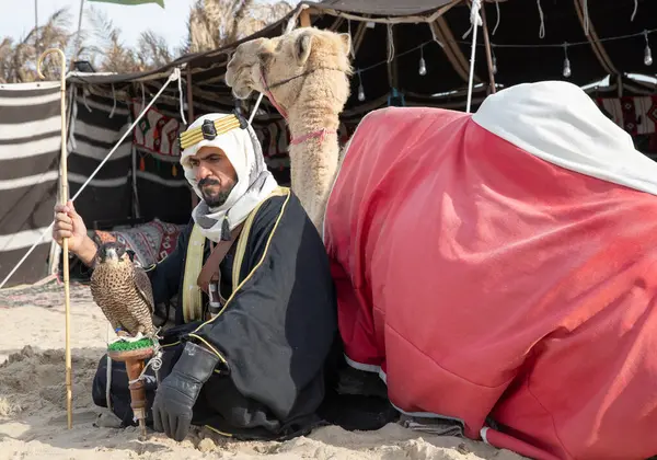 贝都因男子带着猎鹰和骆驼躺在帐篷前 — 图库照片