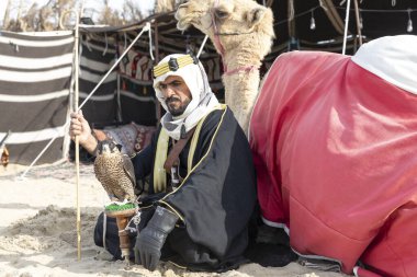 Bedouin man with his falcon and camel resting in front of his tent clipart
