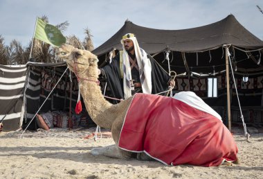 Bedevi adam, şahini ve devesiyle çadırının önünde dinleniyor.