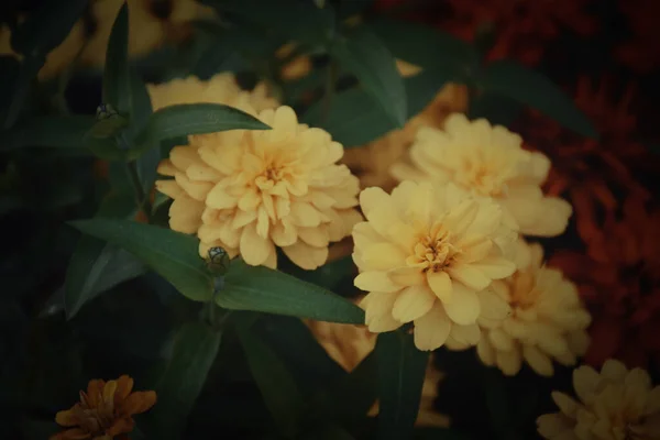 Ένα Μάτσο Κίτρινα Λουλούδια Ζίνια Σκούρο Φόντο Κατάλληλο Για Φθινοπωρινό — Φωτογραφία Αρχείου