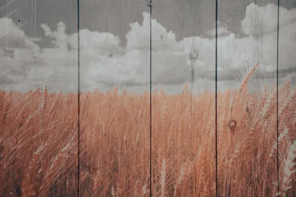 Пшеничне Поле Блакитними Хмарами Смугастими Дерев Яними Візерунками Абстрактні Шпалери — стокове фото
