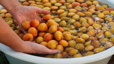Taze hasat edilmiş kayısılar bir havuzda duruyor ve bir kadın elinde kayısı tutuyor.