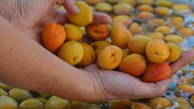 Taze hasat edilmiş kayısılar bir havuzda duruyor ve bir kadın elinde kayısı tutuyor.