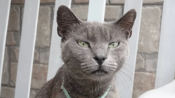 Портрет Синього Російського Кота Сидить Стільці Сірий Кіт — стокове фото
