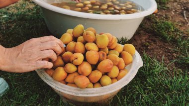 Bir kadın, içinde su olan bir havuzdan kayısı alır ve reçel yapmak için onları plastik bir sepsiyona koyar. Konserve ya da marmelat üretimi