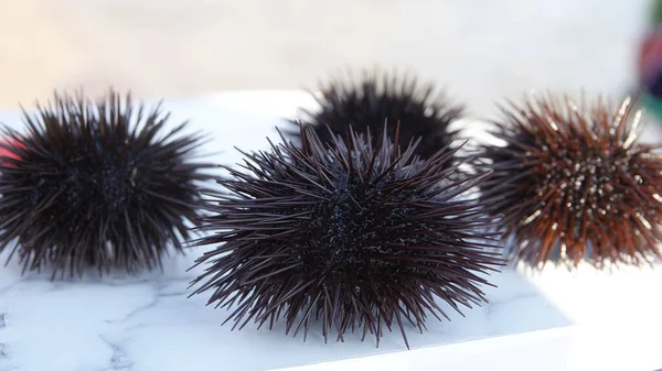 stock image  close up of sea urchins fresh out of the sea on a white table. sea urchins from the Aegean Sea.