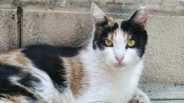 Een Bastaard Verdwaalde Kat Zittend Voor Een Stenen Muur Kijkend — Stockfoto