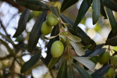 Üç meyveli zeytin dalı. Ağaçtaki yeşil zeytinler, detaylar.